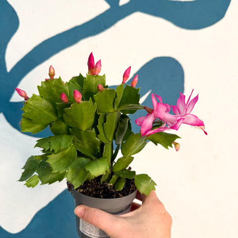 Schlumbergera - Bright Pink Holiday Cactus - Sprouts of Bristol