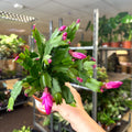 Schlumbergera - Bright Pink Holiday Cactus - Sprouts of Bristol