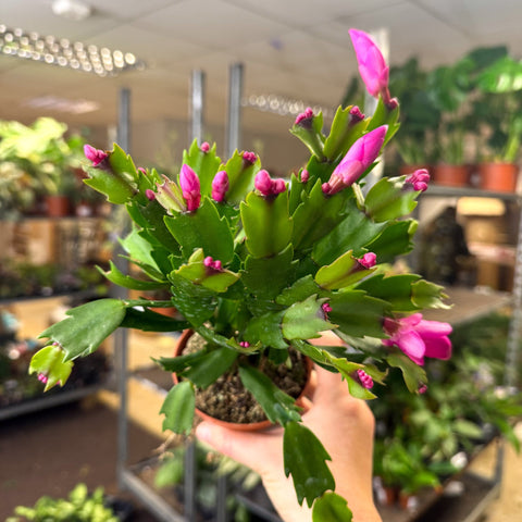 Schlumbergera - Bright Pink Holiday Cactus - Sprouts of Bristol