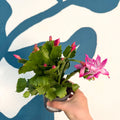 Schlumbergera - Bright Pink Holiday Cactus - Sprouts of Bristol