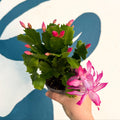 Schlumbergera - Bright Pink Holiday Cactus - Sprouts of Bristol