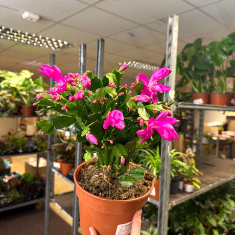 Schlumbergera - Bright Pink Holiday Cactus - Sprouts of Bristol