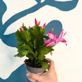 Schlumbergera - Bright Pink Holiday Cactus - Sprouts of Bristol