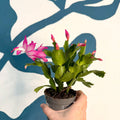 Schlumbergera - Bright Pink Holiday Cactus - Sprouts of Bristol