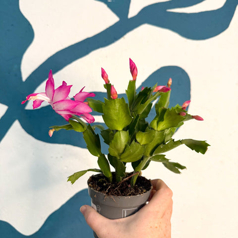 Schlumbergera - Bright Pink Holiday Cactus - Sprouts of Bristol