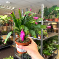 Schlumbergera - Bright Pink Holiday Cactus - Sprouts of Bristol