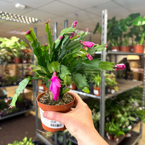 Schlumbergera - Bright Pink Holiday Cactus - Sprouts of Bristol