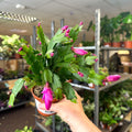 Schlumbergera - Bright Pink Holiday Cactus - Sprouts of Bristol