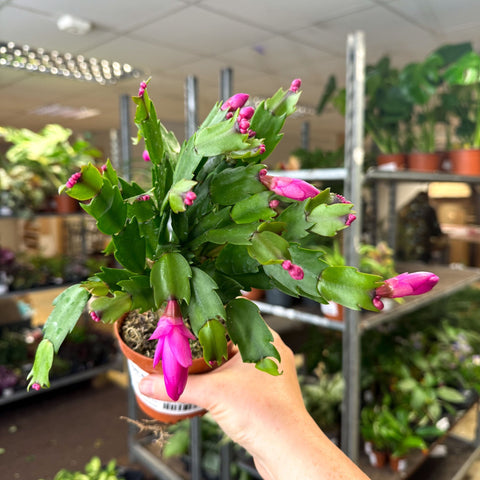 Schlumbergera - Bright Pink Holiday Cactus - Sprouts of Bristol