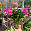 Schlumbergera - Bright Pink Holiday Cactus - Sprouts of Bristol