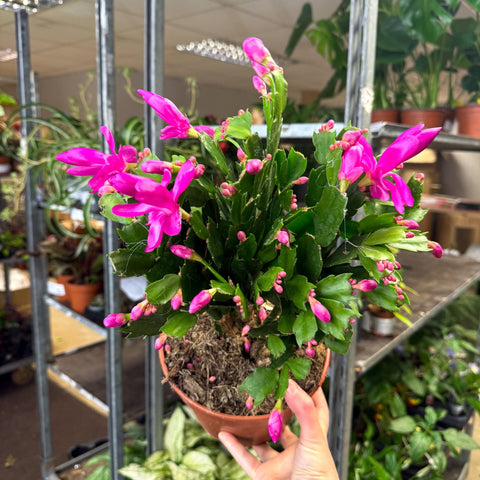 Schlumbergera - Bright Pink Holiday Cactus - Sprouts of Bristol