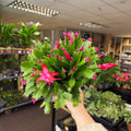 Schlumbergera - Deep Pink Holiday Cactus - Sprouts of Bristol