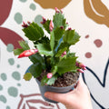 Schlumbergera - Orange Holiday Cactus - Sprouts of Bristol