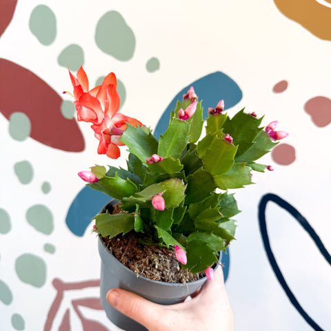 Schlumbergera - Orange Holiday Cactus - Sprouts of Bristol