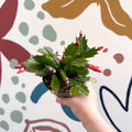 Schlumbergera - Orange Holiday Cactus - Sprouts of Bristol