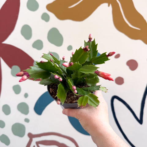 Schlumbergera - Orange Holiday Cactus - Sprouts of Bristol