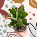 Schlumbergera - Orange Holiday Cactus - Sprouts of Bristol