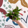 Schlumbergera - Orange Holiday Cactus - Sprouts of Bristol