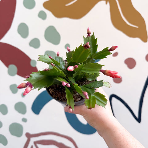 Schlumbergera - Orange Holiday Cactus - Sprouts of Bristol