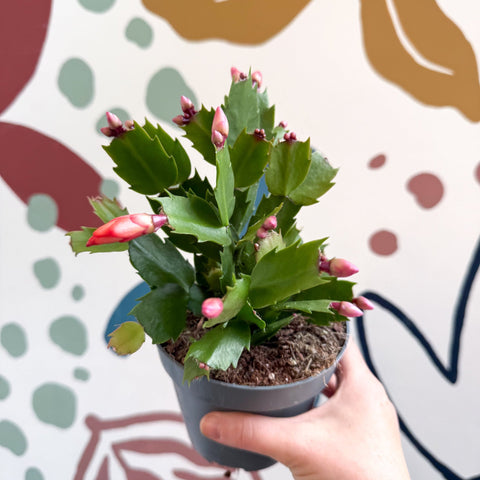 Schlumbergera - Orange Holiday Cactus - Sprouts of Bristol
