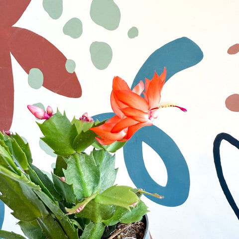 Schlumbergera - Orange Holiday Cactus - Sprouts of Bristol