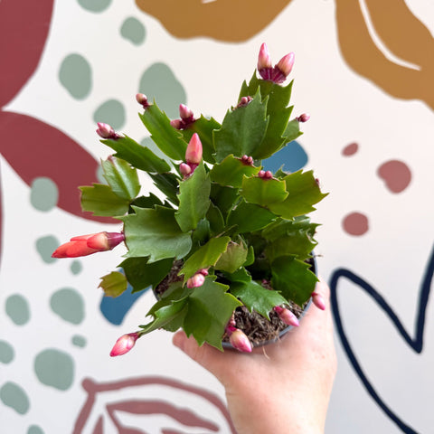 Schlumbergera - Orange Holiday Cactus - Sprouts of Bristol