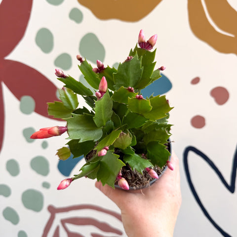 Schlumbergera - Orange Holiday Cactus - Sprouts of Bristol