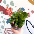 Schlumbergera - Orange Holiday Cactus - Sprouts of Bristol