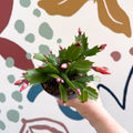 Schlumbergera - Orange Holiday Cactus - Sprouts of Bristol
