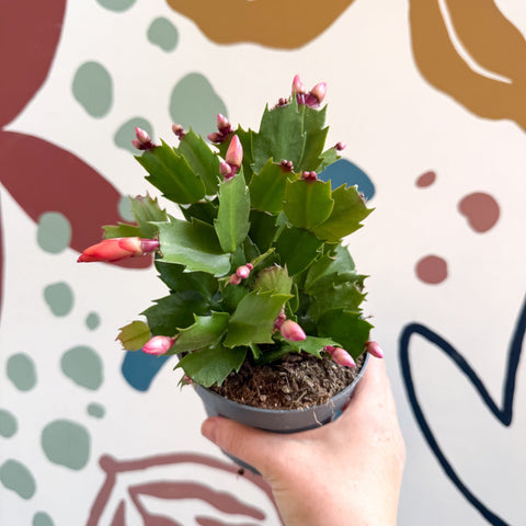Schlumbergera - Orange Holiday Cactus - Sprouts of Bristol