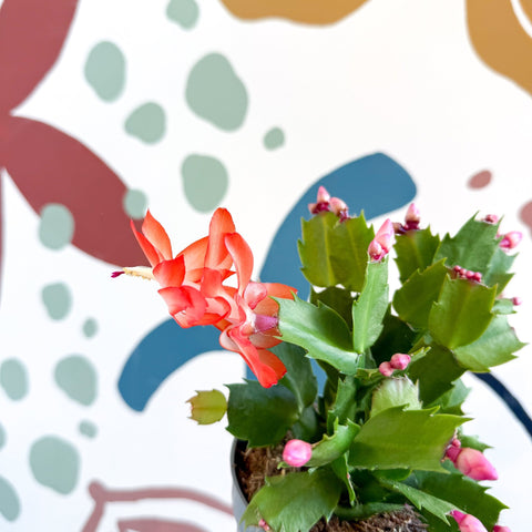 Schlumbergera - Orange Holiday Cactus - Sprouts of Bristol