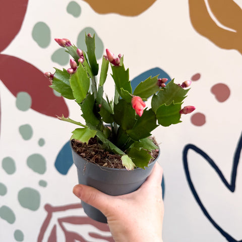 Schlumbergera - Orange Holiday Cactus - Sprouts of Bristol