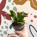 Schlumbergera - Orange Holiday Cactus - Sprouts of Bristol