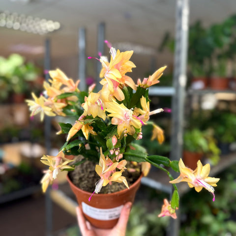 Schlumbergera - Peach Orange Holiday Cactus - Sprouts of Bristol