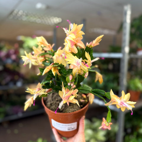 Schlumbergera - Peach Orange Holiday Cactus - Sprouts of Bristol