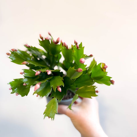 Schlumbergera 'Pink Brazil' - Sprouts of Bristol