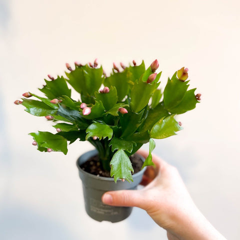 Schlumbergera 'Pink Brazil' - Sprouts of Bristol