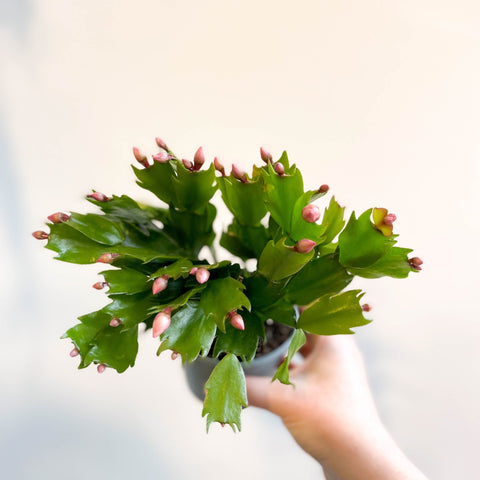 Schlumbergera 'Pink Brazil' - Sprouts of Bristol