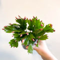 Schlumbergera 'Pink Brazil' - Sprouts of Bristol