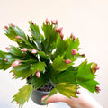 Schlumbergera 'Pink Brazil' - Sprouts of Bristol