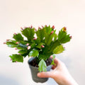 Schlumbergera 'Pink Brazil' - Sprouts of Bristol