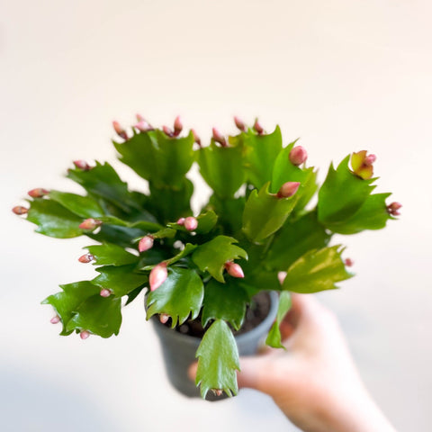 Schlumbergera 'Pink Brazil' - Sprouts of Bristol