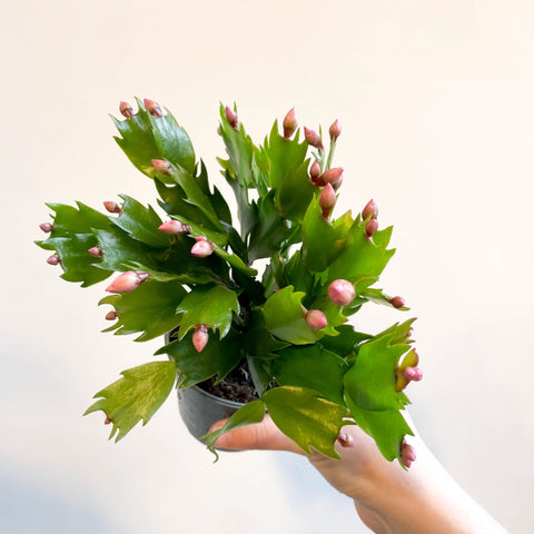 Schlumbergera 'Pink Brazil' - Sprouts of Bristol