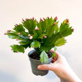 Schlumbergera 'Pink Brazil' - Sprouts of Bristol