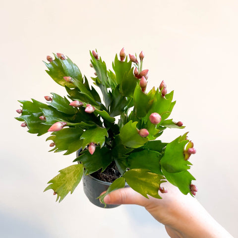 Schlumbergera 'Pink Brazil' - Sprouts of Bristol