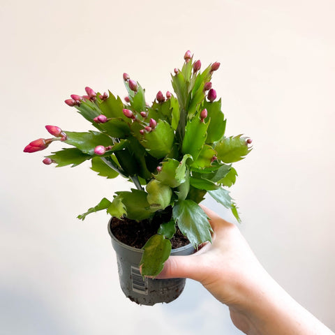 Schlumbergera 'Purple Brazil' - Sprouts of Bristol