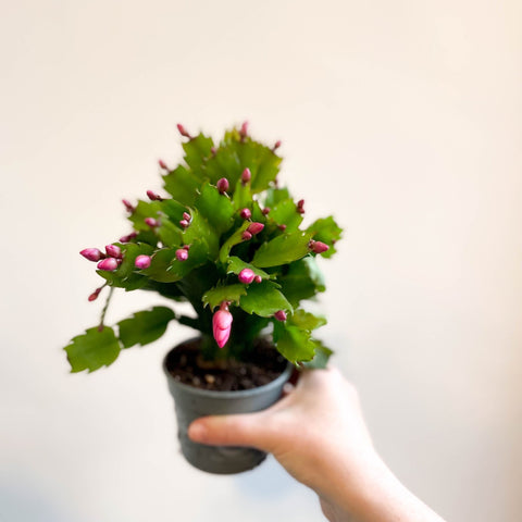 Schlumbergera 'Purple Brazil' - Sprouts of Bristol