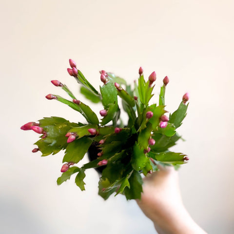 Schlumbergera 'Purple Brazil' - Sprouts of Bristol