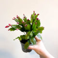 Schlumbergera 'Purple Brazil' - Sprouts of Bristol