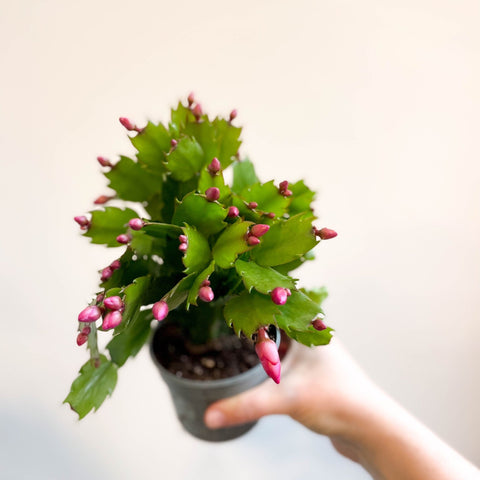 Schlumbergera 'Purple Brazil' - Sprouts of Bristol